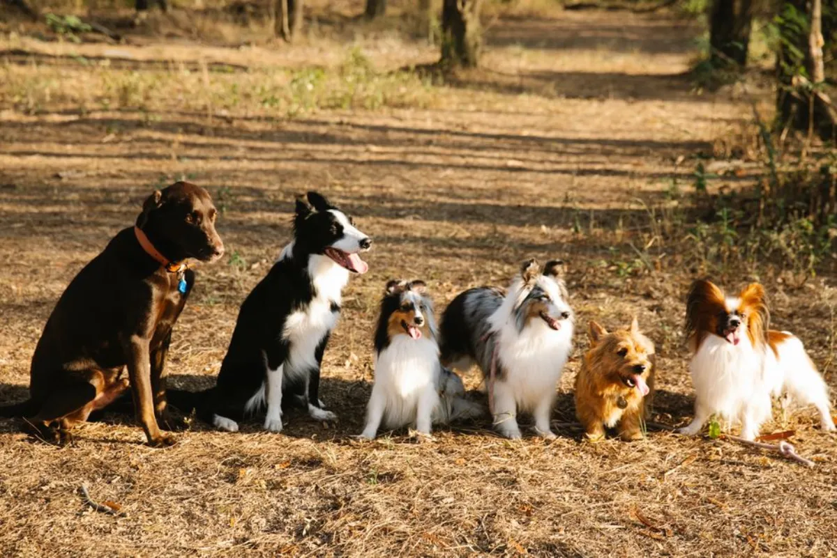 dog breeding