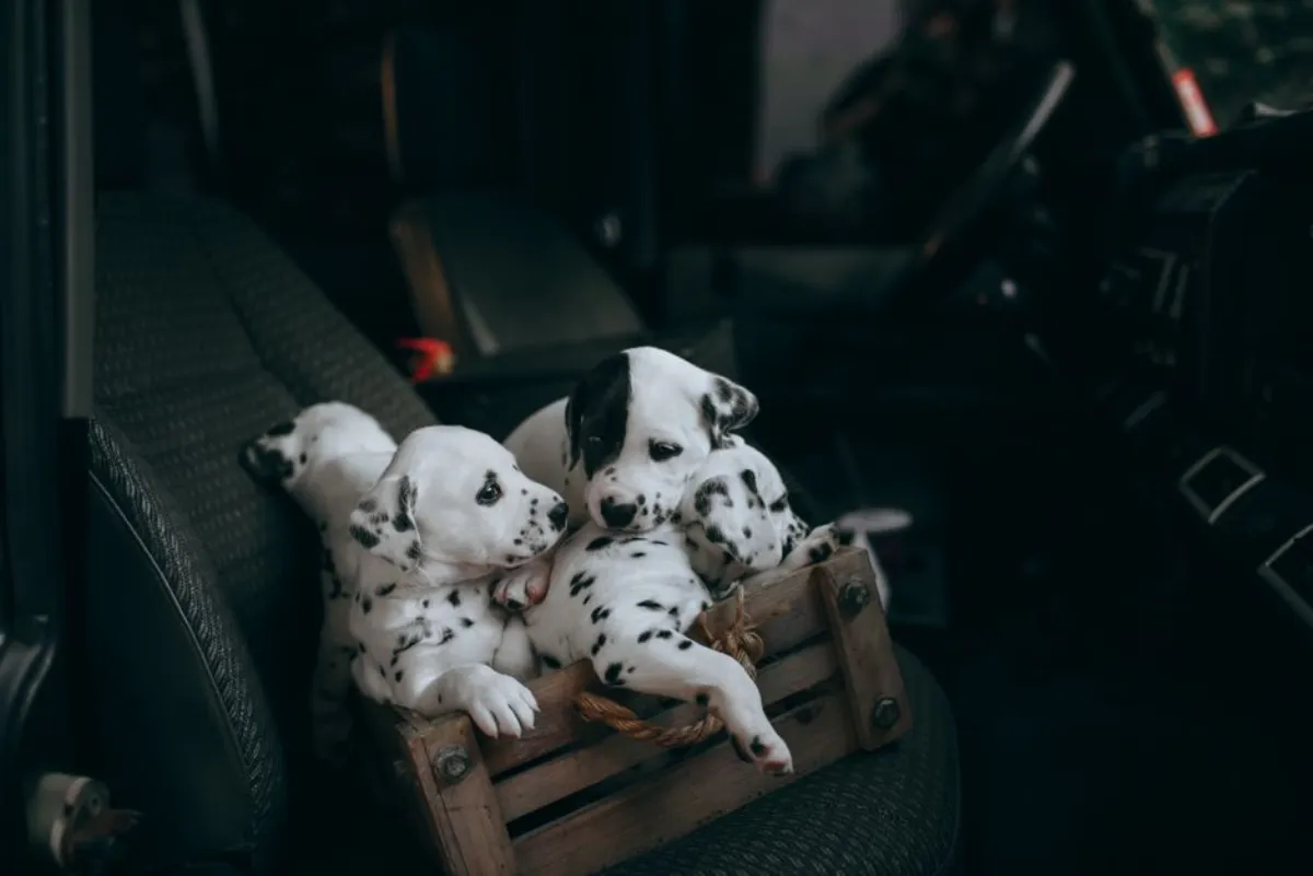 dog breeding